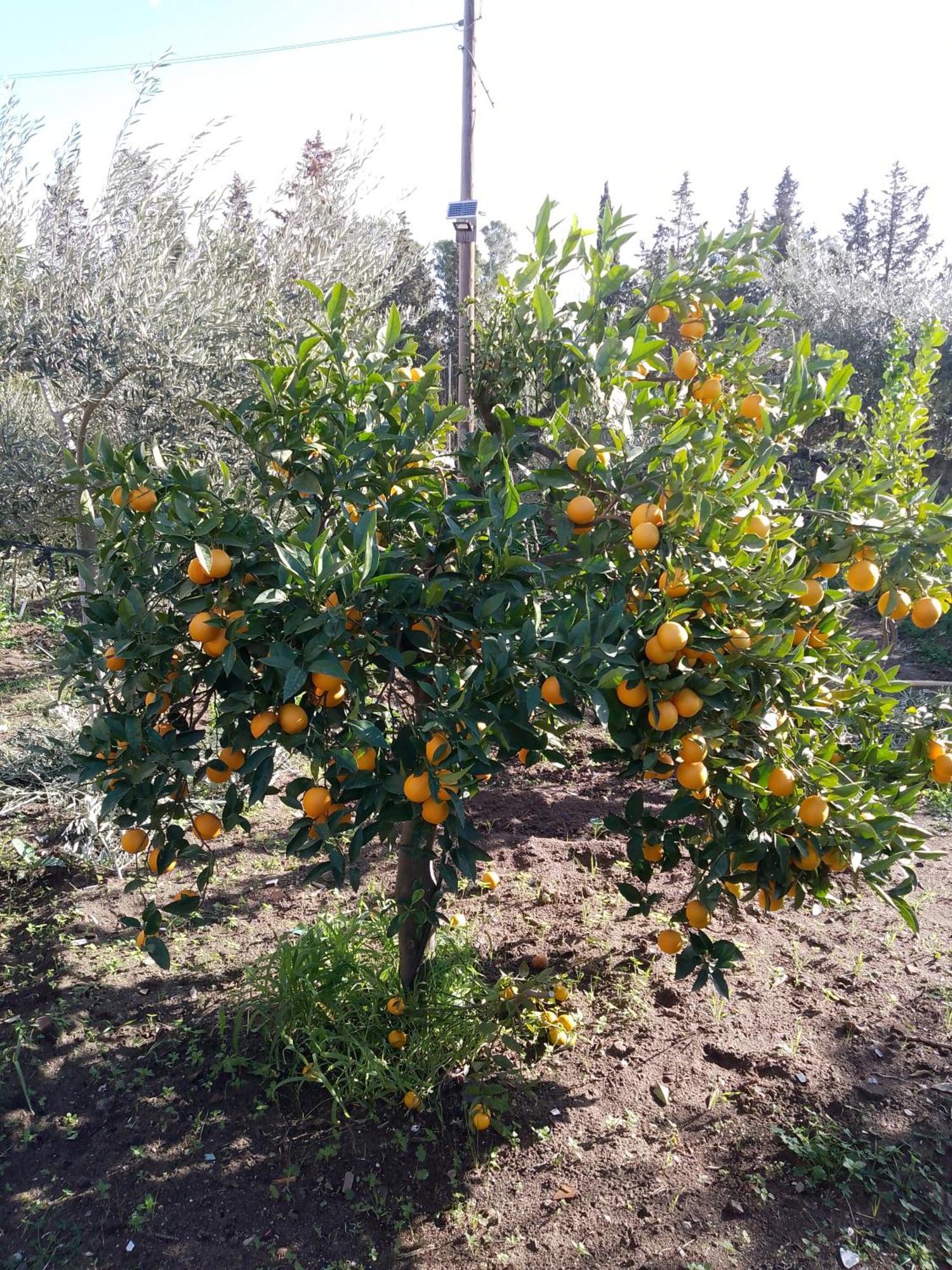 Le Casette Di Nonna Rosa In Fontanarossa Catania Airport Экстерьер фото